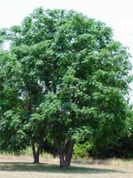 Melia azedarach / Zedrachbaum / Paternosterbaum / Persischer Flieder / Chinesischer Holunder