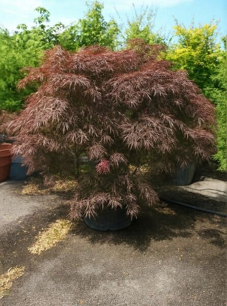 Acer palmatum 'Tamukeyama' / Fächer-Ahorn 'Tamukeyama', 80 cm Stamm, im Container C150 mit überhängendem, rotlaubigem Wuchs.