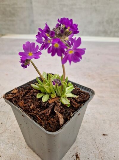 Primula denticulata 'Cashmeriana' / Kugel-Primel 'Cashmeriana' P9 im Topf mit violetten Blütenkugeln und grünen Blättern