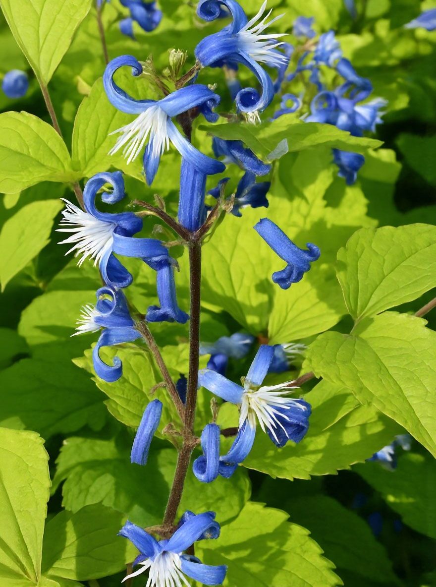 dünger für gartenerde Lavendel Dünger von Flora Boost für gesunde Pflanzen und blühenden Garten main image 0