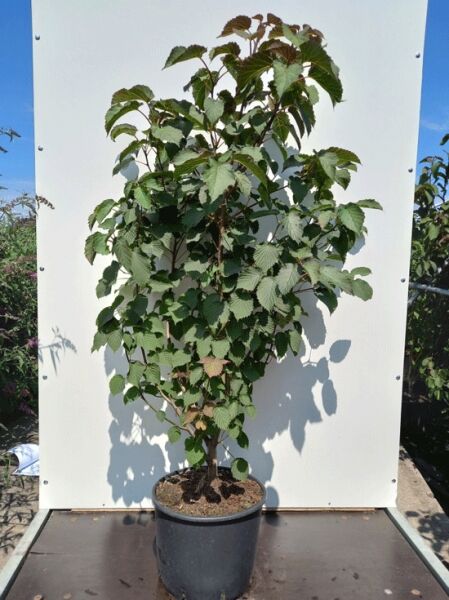 Taschentuchbaum / Aufwiedersehenbaum / Taubenbaum / Taschentuchbaum / Aufwiedersehenbaum / Taubenbaum