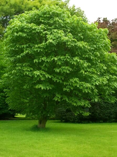 Papiermaulbeerbaum / Papiermaulbeerbaum