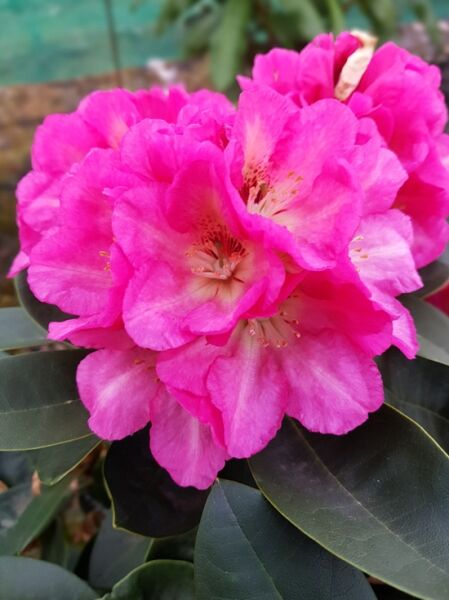 Rhododendron 'Girlspower'  / Rhododendron Hybride 'Girlspower'