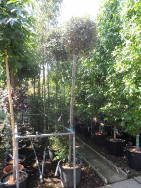 Elaeagnus ebbingei „Kugel auf Stamm“ (Wintergrüne Ölweide), Hochstamm im Container mit kugelförmiger Krone, ca. 200 cm Stammhöhe