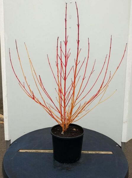 Roter Hartriegel 'Magic Flame' / Feuer-Hartriegel 'Magic Flame' / Roter Hartriegel 'Magic Flame' / Feuer-Hartriegel 'Magic Flame'