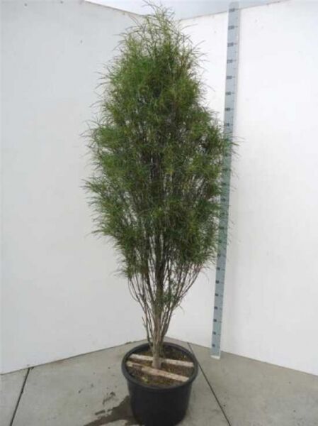Frangula alnus 'Fine Line' (Rhamnus frangula), Farnblättriger Säulen-Faulbaum, 175–200 cm im C50-Container, mehrstämmig.