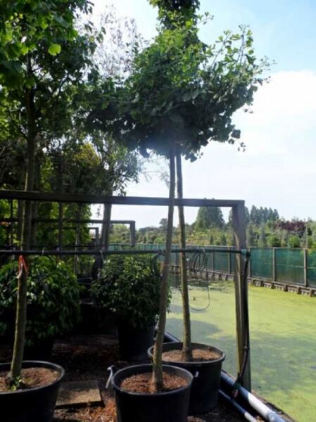 Ginkgo 'Horizontalis' (Ginkgo biloba 'Horizontalis') Hochstamm im Container mit schlankem Stamm und grüner Krone.