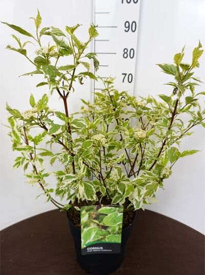 Weißbunter Purpur-Hartriegel (Cornus alba 'Sibirica Variegata') im Topf C12, 80–100 cm, grün-weiß panaschierte Blätter.
