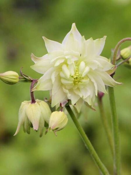 Kurzspornige Akelei 'Green Apples' / Aquilegia vulgaris 'Green Apples'