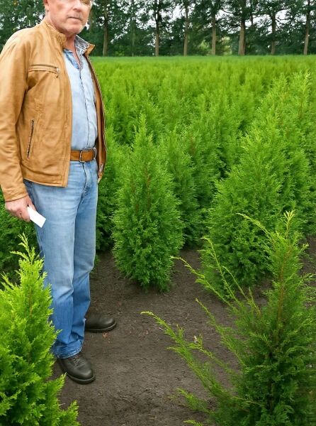 Thuja occidentalis 'Columna' / Säulen-Lebensbaum 'Columna' 80-100 cm m. B., aufrecht wachsender Nadelgehölz-Setzling im Quartierfeld