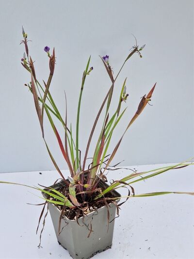 Sisyrinchium angustifolium (Blaue Binsenlilie) P9 im Topf, schmale grasartige Blätter und zarte blaue Blüten an Stielen