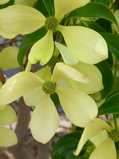Hongkong-Hartriegel / Cornus hongkongensis