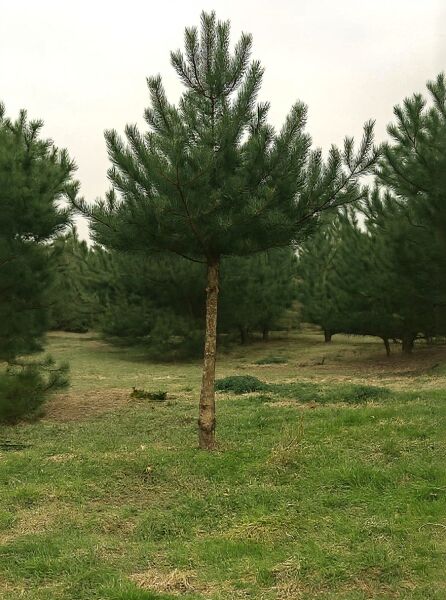 Pinus nigra ssp. nigra 'Hochstamm' / Österreichische Schwarz-Kiefer 'Hochstamm' als junger Hochstamm mit Stamm und Krone im Freiland