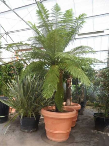 Baumfarn / Australischer Taschenfarn / Baumfarn / Australischer Taschenfarn