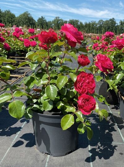 Rosa 'Red Leonardo da Vinci' – Beetrose 'Red Leonardo da Vinci', A-Qualität C5, rote gefüllte Blüten, grünes Laub im Topf