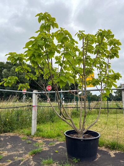 Gold-Trompetenbaum 300-350 cm - Catalpa bignonioides 'Aurea' (1567626)