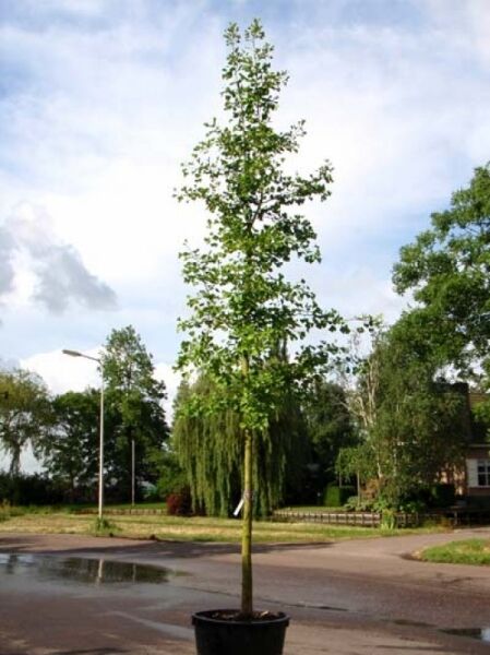 Ginkgo biloba (Ginkgobaum/Fächerblattbaum) Hochstamm 20–25 StU im Container mit schlankem Stamm und lockerer Krone