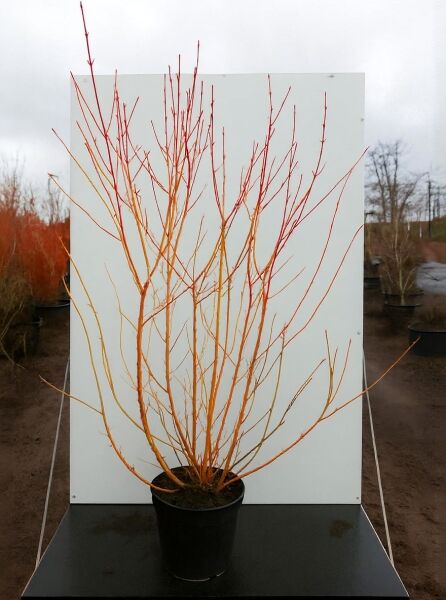 Cornus sanguinea 'Magic Flame' (Roter Hartriegel) 150-175 cm C20 im Container, mehrtriebiger Strauch mit roten bis orangefarbenen Trieben