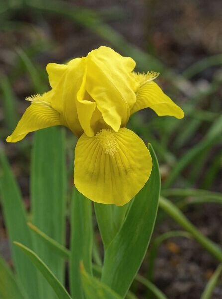 Garten-Zwerg-Schwertlilie Iris barbata-nana 'Brassie' mit gelber Blüte und schmalen, grünen Blättern.