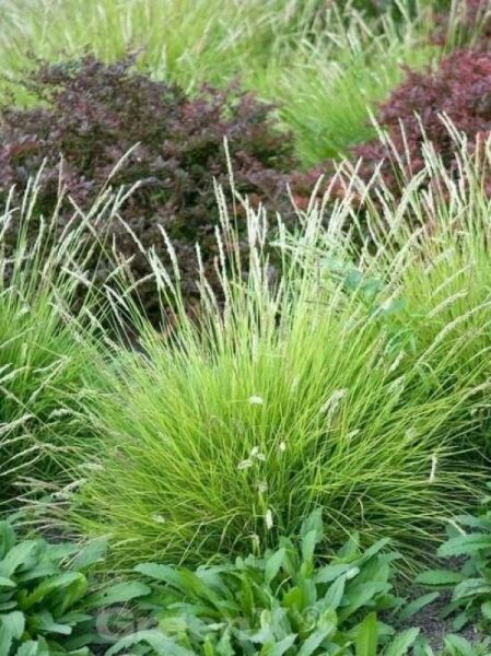 Sesleria autumnalis / Herbstkopfgras / Adria-Kopfgras