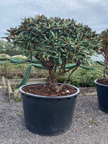 Rhododendron 'Gulliver' Schirm (Nr.1451) / Rhododendron adenogynum 'Gulliver' 150 cm breit x 100 cm hoch
