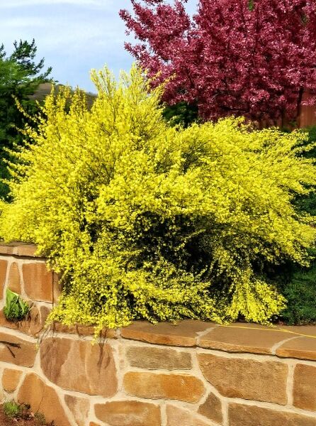 Elfenbein-Ginster 'Allgold' / Elfenbein-Ginster 'Allgold'