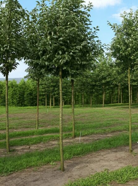 Malus 'Evereste' / Zierapfel 'Evereste' Hochstamm 25-30 StU mit Drahtballen, Baum mit rundlicher Krone und grünem Laub