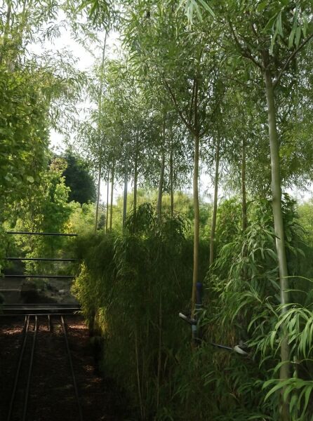 Salix alba 'Liempde' – Silber-Weide/Weiß-Weide 'Liempde' Hochstamm 10-12 StU im Container mit schmalen grünen Blättern