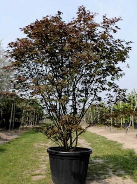 Acer palmatum 'Atropurpureum' / Roter Fächerahorn / Japanischer Ahorn