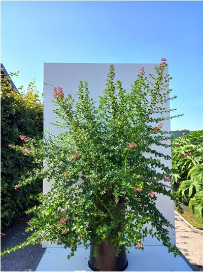 Escallonie 'Apple Blossum' / Escallonie 'Apple Blossum'