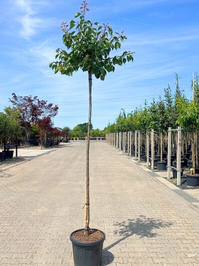 Prunus armeniaca 'Tros Oranje' / Aprikose 'Tros Oranje' Hochstamm 10-12 StU im Container, schlanker Stamm mit belaubter Krone.