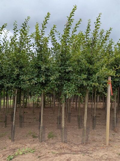 Malus 'Red Sentinel' / Zierapfel 'Red Sentinel' Hochstamm 10-12 StU mit durchgehendem Stamm und dichter Krone in Baumschule
