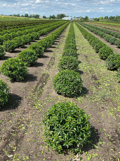 Prunus lusitanica 'Angustifolia' Kugel – Portugiesischer Kirschlorbeer, kugelförmige Solitärpflanze im Feldanbau, 40–50 cm m. B.