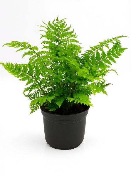 Polypodium braunii (Brauns Schildfarn, Zarter Schildfarn) im schwarzen Topf mit grünen, gefiederten Wedeln