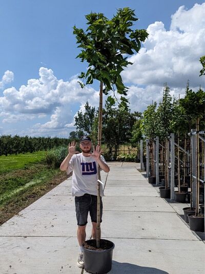 Morus alba 'Macrophylla' (Synonym: Morus alba 'platanifolia') / Platanenblättriger Maulbeerbaum 'Macrophylla' Hochstamm im Container