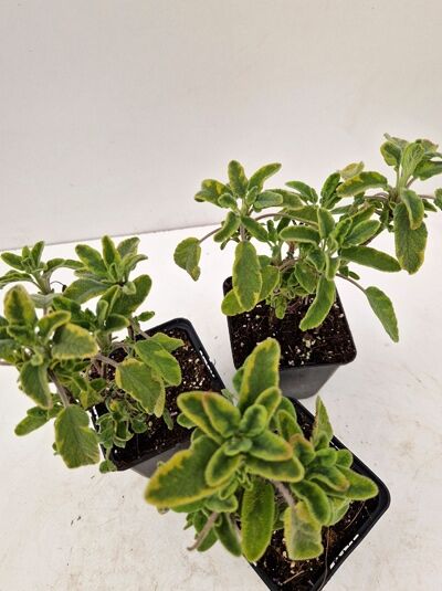 Gelbbunter Garten-Salbei 'Icterina' / Gelbbunter Garten-Salbei 'Icterina'