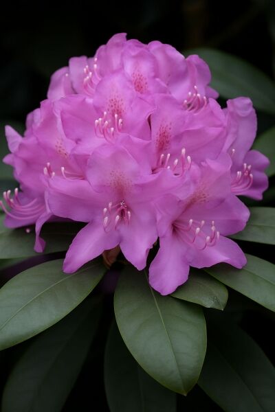 Rhododendron 'Boursault' / Rhododendron 'Boursault'