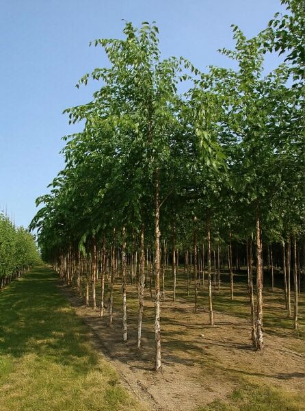 Betula nigra (Schwarz-Birke/Fluss-Birke) Hochstamm 14-16 StU mit Drahtballen, mehrstämmige Bäume im Feld.