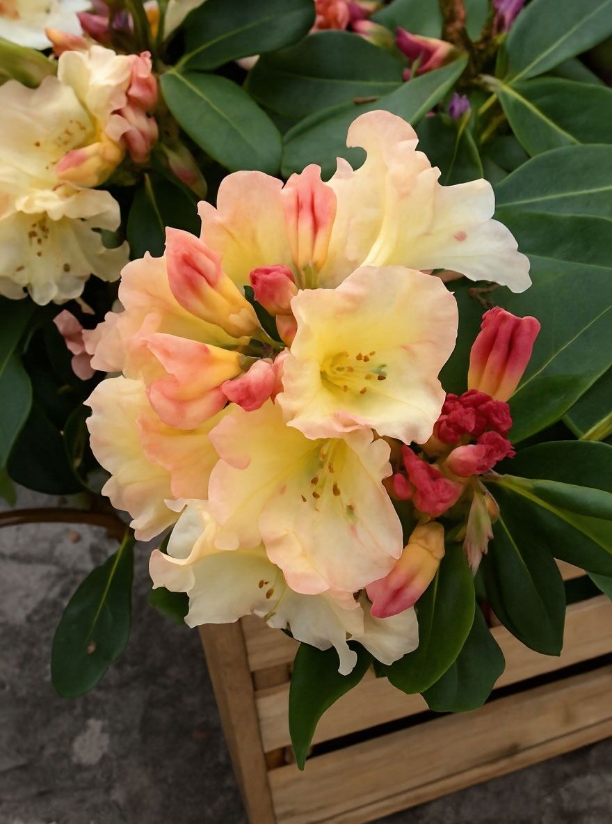 Rhododendron 'Horizon Monarch' - Rhododendron Hybride 'Horizon Monarch'