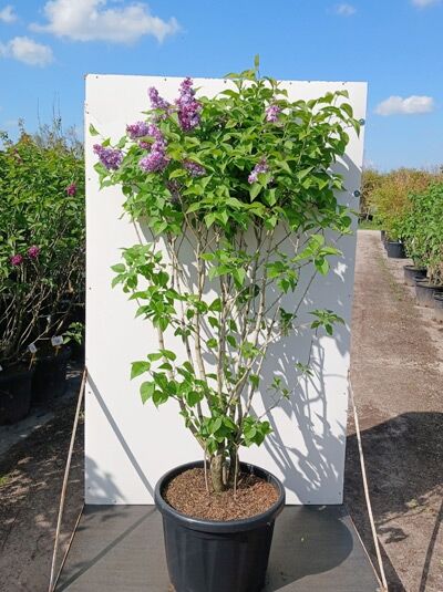 Gartenflieder / Gewöhnlicher Flieder / Edelflieder 'Nadeshda' - Syringa vulgaris 'Nadeshda'