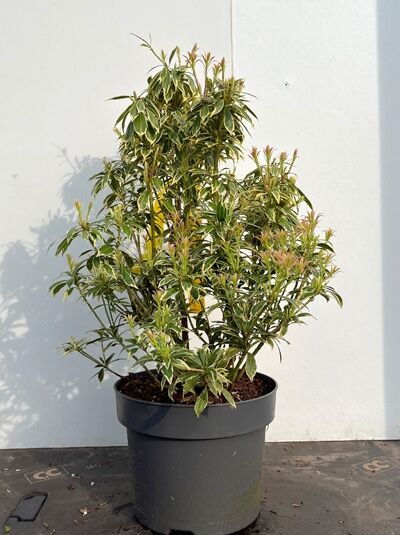 Pieris japonica 'White Rim' – Japanische Lavendelheide 'White Rim' ('Variegata') im Topf, variegierte grüne Blätter, 30-40 cm C10
