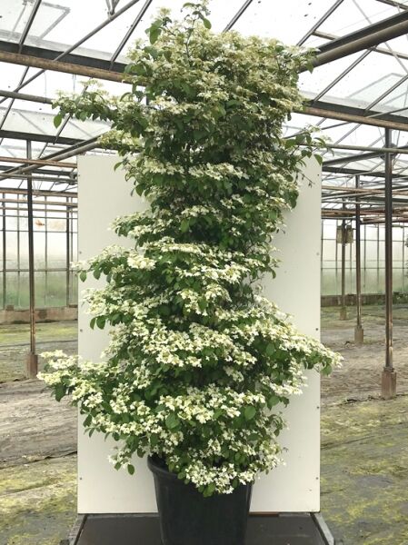 Japanischer Zwerg-Schneeball 'Watanabe' / Japanischer Zwerg-Schneeball 'Watanabe'