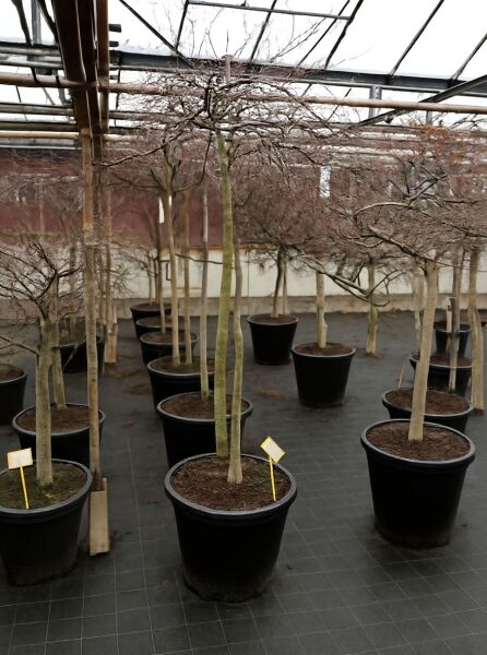 Fächer-Ahorn 'Tamukeyama' auf Stamm (Acer palmatum 'Tamukeyama') im schwarzen Topf mit verzweigter Krone.