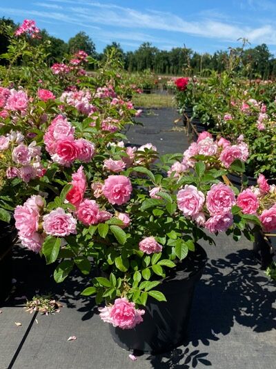 Englische Rose Rosa 'F.J.Grootendorst' C5 im Topf, buschiger Wuchs mit zahlreichen rosa, gefüllten Blüten und grünem Laub.