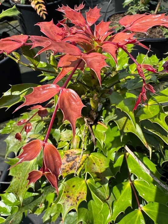 Trauben- Stechpalme / Oregon- Traube - Mahonia nitens 'Cabaret'