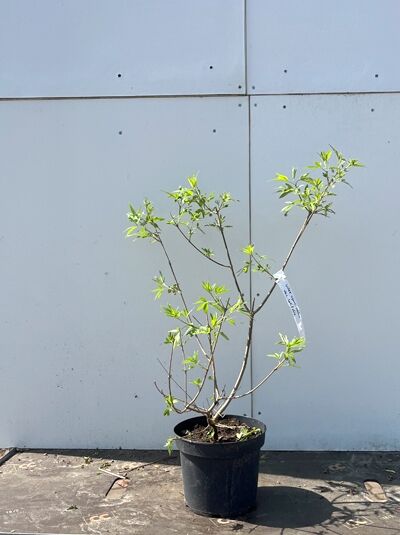 Mönchspfeffer / Keuschbaum / Vitex agnus-castus var. latifolia