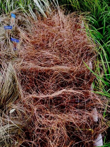 Carex comans 'Milk Chocolate' / Neuseeland Haar-Segge