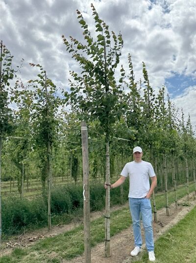 Populus tremula (Zitterpappel/Espe) Hochstamm 14-16 StU mit Drahtballen, junger Baum mit geradem Stamm und Laubkrone