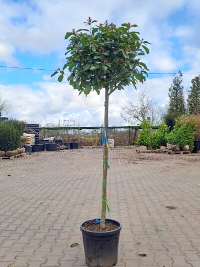 Photinia fraseri 'Red Robin' / Glanzmispel 'Red Robin' Hochstamm 120 cm Stamm im Topf (C35) mit kugeliger Krone