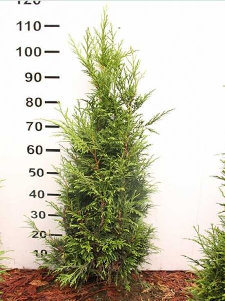 Thuja plicata 'Excelsa' / Lebensbaum 'Excelsa', 100-125 cm, mit Ballen, aufrecht wachsendes Nadelgehölz mit grünem Laub